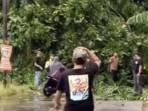pohon-tumbang.jpg