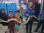ular-sanca-yang-berhasil-ditangkap-di-permukiman-warga-RT-0405-Kelurahan-Sukamaju.jpg