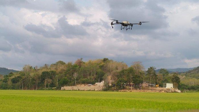 Petani di Desa Compang Longgo Manggarai Barat Pakai Drone Semprot Pupuk dan Obat Hama