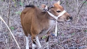 AMANKAN-SAPI-Seekor-Sapi-Betina-Hasil-Curian-Yang-Diamankan-Pihak-Kepolisian.jpg