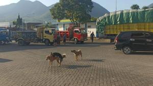 Anjing-berkeliaran-di-SPBU-Ruteng.jpg