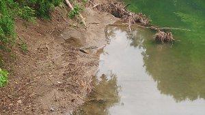 BUAYA-Seekor-buaya-muara-muncul-di-sungai-Lakekun-Kecamatan-Kobalima.jpg
