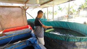 BUDIDAYA-IKAN.jpg