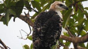 BURUNG-ELANG-FLORES.jpg