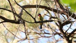 BURUNG-GARUGIWA.jpg