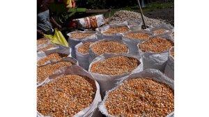 Jagung-menjadi-salah-satu-komoditas-andalan-bagi-masyarakat-Desa-Daenaa.jpg