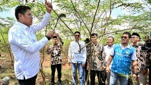 LAHAN-PERTANIAN-PT-PLN-Persero-melalui-Sub-Holding-PLN-Energi-Primer-Indonesia.jpg
