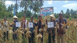 PANEN-JAGUNG-DI-WAIGETE.jpg