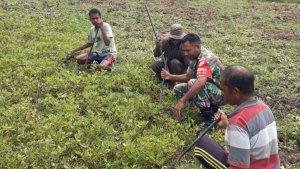 PANEN-KACANG-Serka-Yusuf-Ratu-Babinsa-Kelurahan-Lidak.jpg