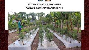 Rutan-Maumere-Panen-Hasil-Kebun.jpg