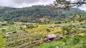 SAWAH-BERTINGKAT-DI-WATURAKA.jpg