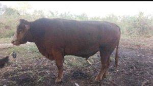 Sapi-kurban-milik-Presiden-Jokowi-bagi-umat-Islam-di-NTT.jpg