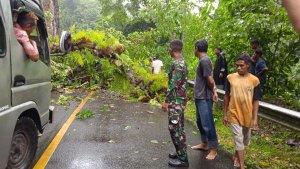 Sebuah-pohon-tumbang-menutup-badan-jalan-Trans-Flores-Maumere-Larantuka.jpg