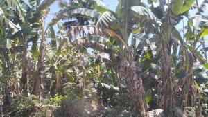 TANAMAN-PISANG.jpg