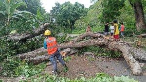 TUMBANG-Sebuah-pohon-mangga-berukuran-besar-tumbang.jpg