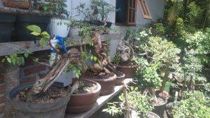 Tanaman-Bonsai-Milik-Algonsus-Boli-Puhun-di-Desa-Hokeng-Jaya.jpg