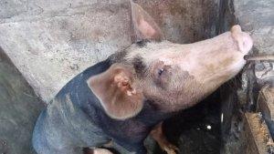 babi-hidup.jpg