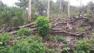 hutan-lindung-rusak.jpg