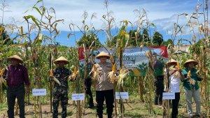 panen-jagung-polres-ende.jpg