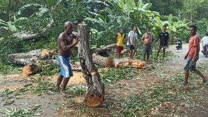 pohon-tumbang-di-wairterang.jpg