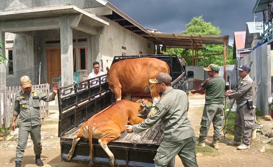 Anggota-Satpol-PP-Manggarai-Barat-mengamankan-sapi.jpg