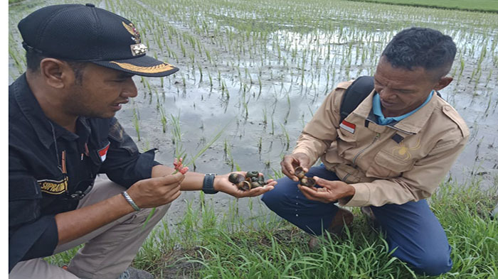 Hama Keong Mas Serang Padi Sawah Warga Dampek di Manggarai Timur