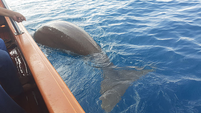 DUGONG-DI-ALOR.jpg
