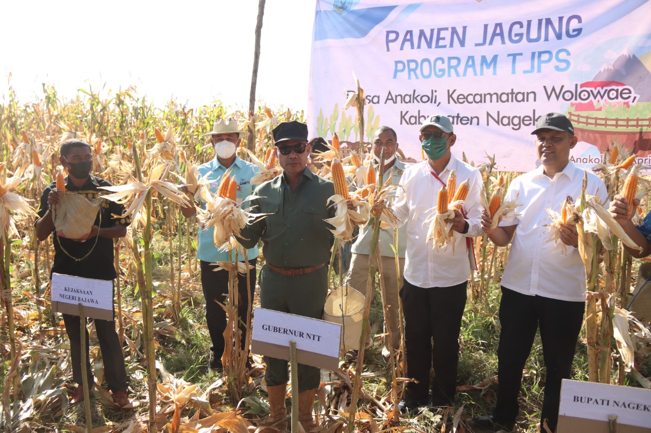Gubenur-NTT-panen-jagung-di-Desa-Anakoli-Nagekeo.jpg