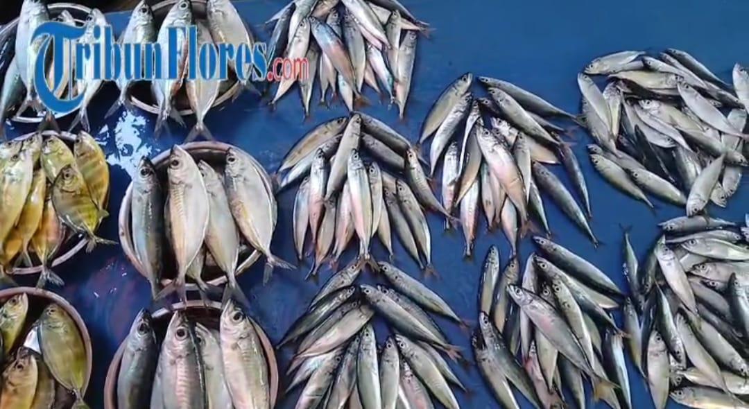Ikan-di-Pasar-Tingkat-Maumere.jpg