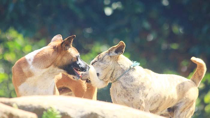 Ilustrasi-Dua-ekor-anjing.jpg
