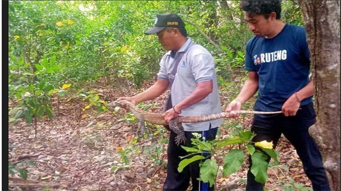 Wisata Flores, Tak Hanya di Labuan Bajo, Wisatawan Bisa Lihat Komodo Pota di Manggarai Timur