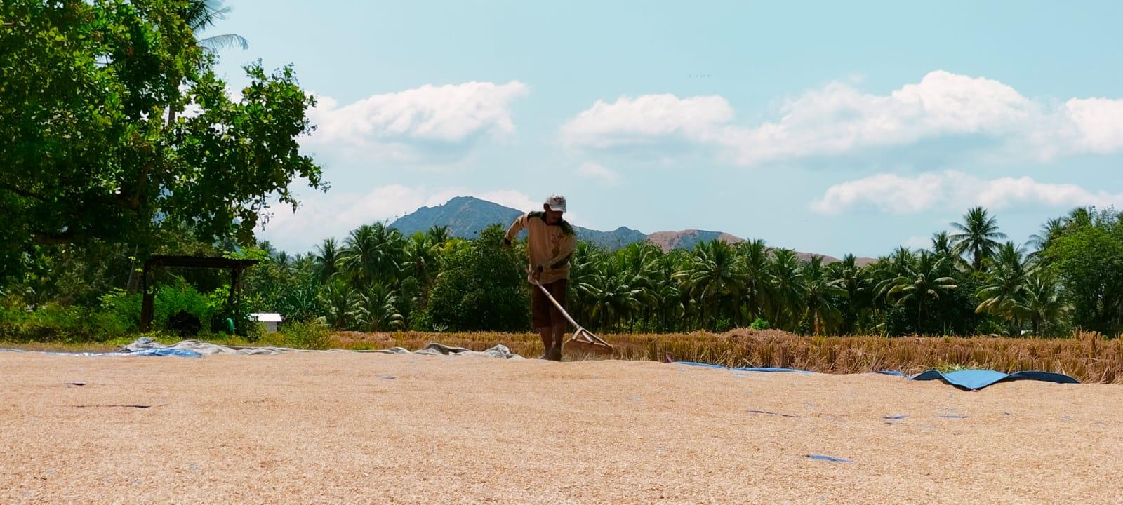 Dampak El Nino Picu Meningkatnya Angka Kemiskinan di Sikka