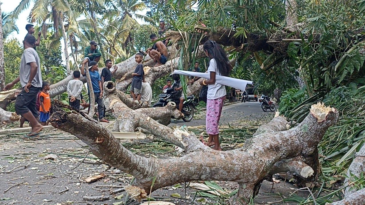 Pohon-Tumbang-di-Wolomotong-Sikka.jpg