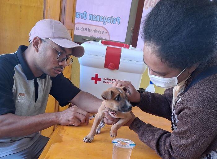 Enam Orang Warga Manggarai Timur Meninggal Dunia Akibat Rabies