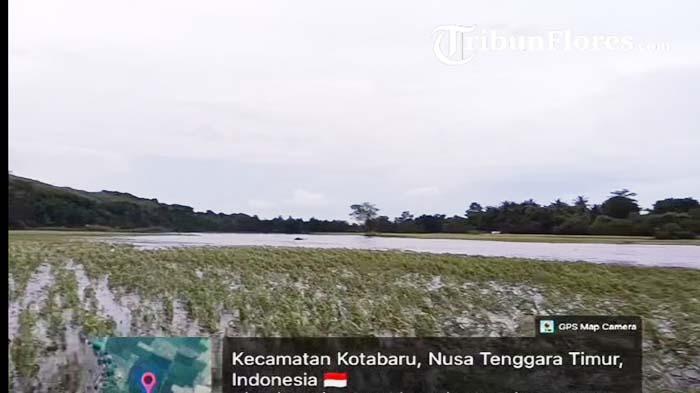 Puluhan Hektare Tanaman Padi Siap Panen di Desa Tou Timur Ende Terendam Banjir