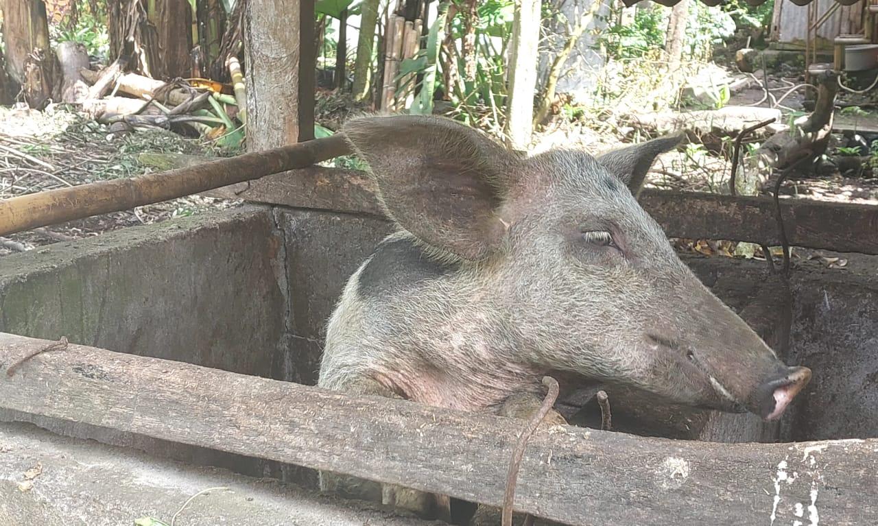 Ternak-babi-milik-seorang-warga-di-Kecamatan-Wulanggitang.jpg