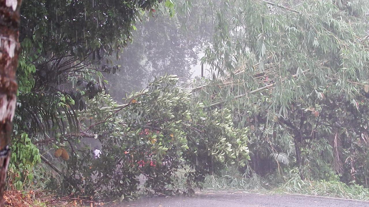 Pohon Tumbang Timpa Kabel PLN di Hikong Sikka, Kendaraan Tak Bisa Melintas