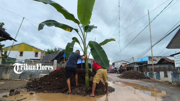 Tanam Pisang di Tengah Jalan, Ini Alasan Warga Wuring Protes kepada Pemerintah