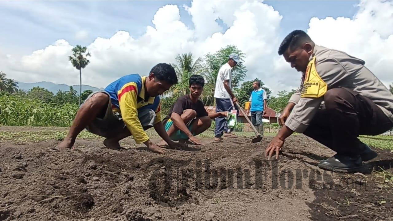 Bhabinkamtibmas Polsek Waigete Sikka Dampingi Perawatan Tanaman Holtikultura
