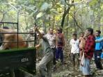 AMANAN-SAPI-Bhabinkamtibmas-Kelurahan-Tubuhue-Kelurahan-Maubeli.jpg