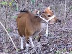 AMANKAN-SAPI-Seekor-Sapi-Betina-Hasil-Curian-Yang-Diamankan-Pihak-Kepolisian.jpg