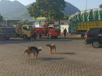 Anjing-berkeliaran-di-SPBU-Ruteng.jpg