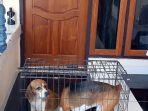 Anjing.jpg