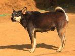 ILUSTRASI-ANJING-Seekora-anjing-di-NTT.jpg