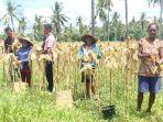 Kelompok-tani-Wairkung-1-di-Desa-Nangahale-Kecamatan-Talibura.jpg