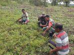 PANEN-KACANG-Serka-Yusuf-Ratu-Babinsa-Kelurahan-Lidak.jpg