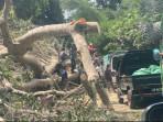 POHON-TUMBANG-DI-JALAN-LINTAS-FLORES.jpg
