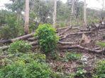 hutan-lindung-rusak.jpg
