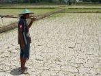 sawah-kering-di-mabar.jpg