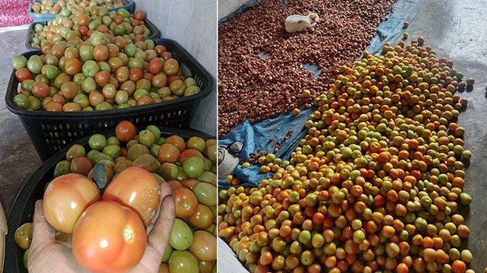 Harga Tomat Merosot di Gayo Lues, Petani Mengeluh